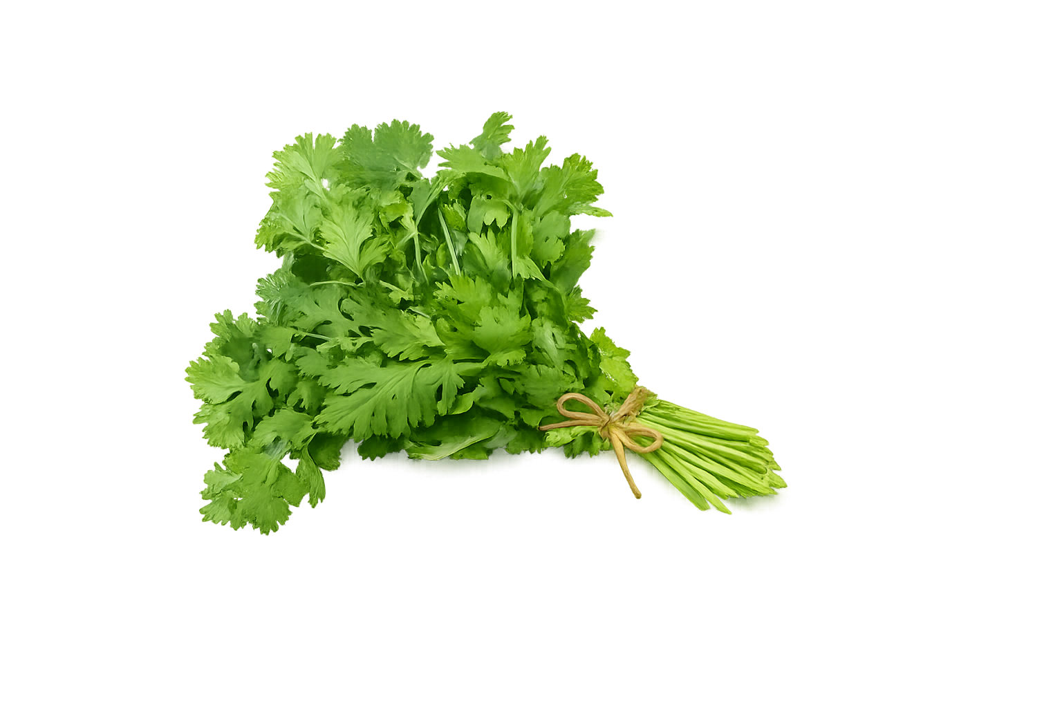 Cilantro (100 grs)