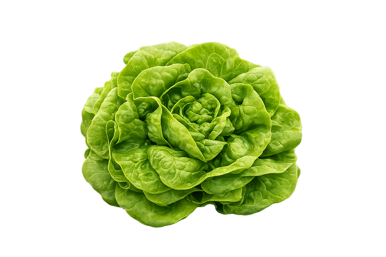 Lechuga Española (un)