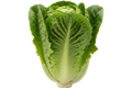 Lechuga Costina fresca