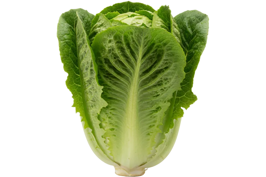 Lechuga Costina fresca