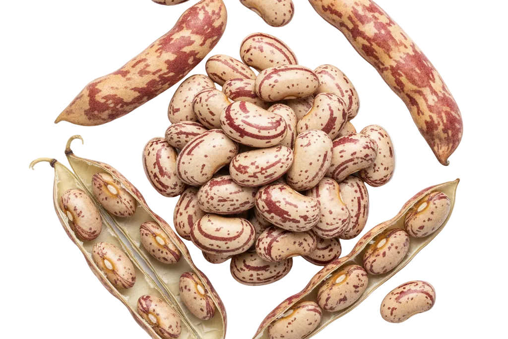 Porotos Granados frescos