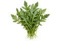 Rúcula fresca