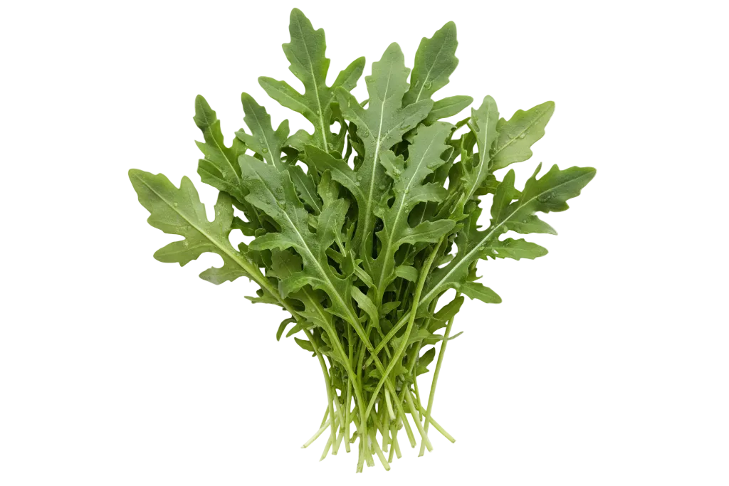 Rúcula fresca